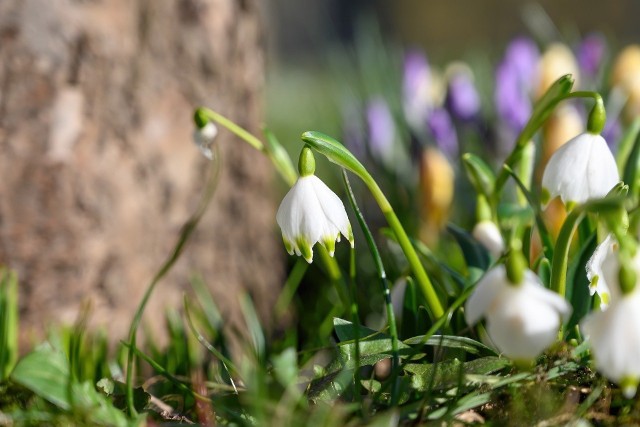 W Lubuskiem oczekujemy prawdziwej wiosny! Jaka pogoda czeka nas w najbliższych dniach?