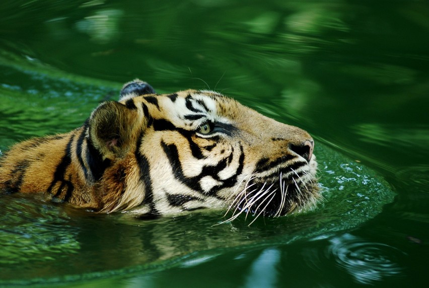 Tygrys Malajski...