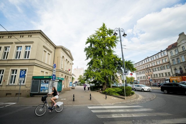 Jednym z rozpoznawalnych bydgoskich drzew jest miłorząb rosnący przed budynkiem Kujawsko-Pomorskiego Centrum Edukacji Nauczycieli. Zasadzono go prawdopodobnie w 1912 roku. To pomnik przyrody mierzący obecnie 15 metrów wysokości i ponad dwa metry w obwodzie. W 2020 roku brał udział w ogólnopolskim konkursie na Drzewo Roku. Konkurs na Bydgoskie Drzewo 2021 roku, zainicjowany przez Stowarzyszenie Modrzew, ma promować także drzewa, które nie są objęte ochroną pomnikową.