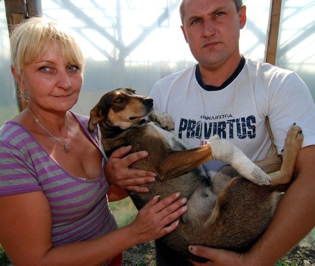 Joanna i Tomasz Reczyńscy na rękach trzymają suczkę z ranną nogą, w którą postrzelił ją myśliwy na polu w Dwikozach.