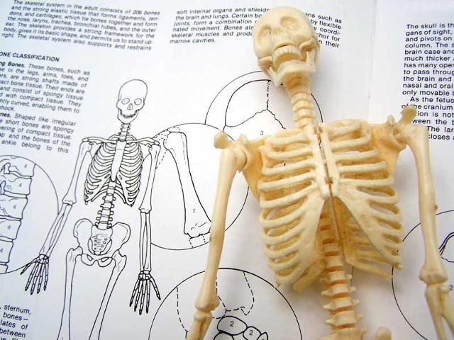 Studenci Uniwersytetu Medycznego w Białymstoku znają się na anatomii człowieka