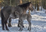 Chcesz mieć konika jak w Roztoczańskim Parku Narodowym? Teraz możesz 