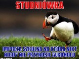 Sezon studniówkowy w pełni. Zobacz najlepsze memy studniówkowe!