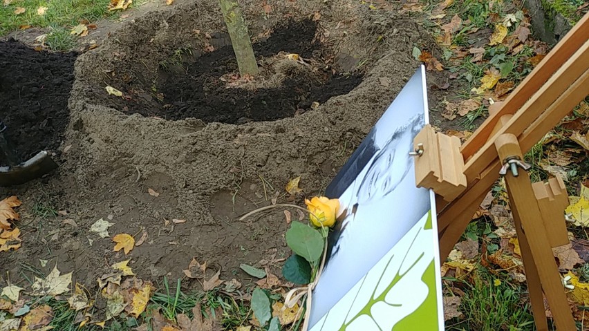 Cmentarz Centralny w Szczecinie: Posadzili wyjątkowe drzewa