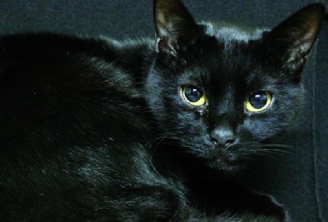 Czarny kot, kiedyś kojarzony jako atrybut czarownic, teraz jest jednym z głównych symboli pecha