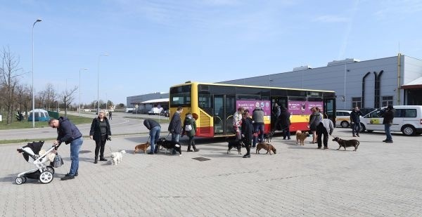 Zachipuja za darmo psa, kota lub królika, kolejna akcja chipowania w zajezdni Brus