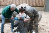 Słoń Ninio z poznańskiego zoo u dentysty. Lekarze z RPA wycięli cios 5-tonowemu pacjentowi