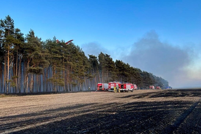 Pożar strawił około 60 ha zbóż i objął 5 ha lasów.