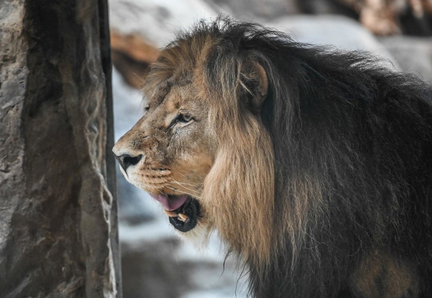  Gdańskie zoo znów otwarte dla posiadaczy Gdańskiej Karty Mieszkańca, Pakietu Gdańskiego Lwa i biletów rocznych, ale trzeba wejściówki