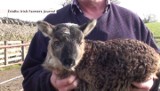 Geep - irlandzka pół owca, pół koza