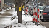 Część drzew idzie pod topór przed remontem ulicy Piłsudskiego w Koszalinie [ZDJĘCIA]