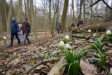 W weekend można wybrać się do Śnieżycowego Jaru i podziwiać kwitnące śnieżyce, ale... na odległość, bo kładka nadal nie została wybudowana