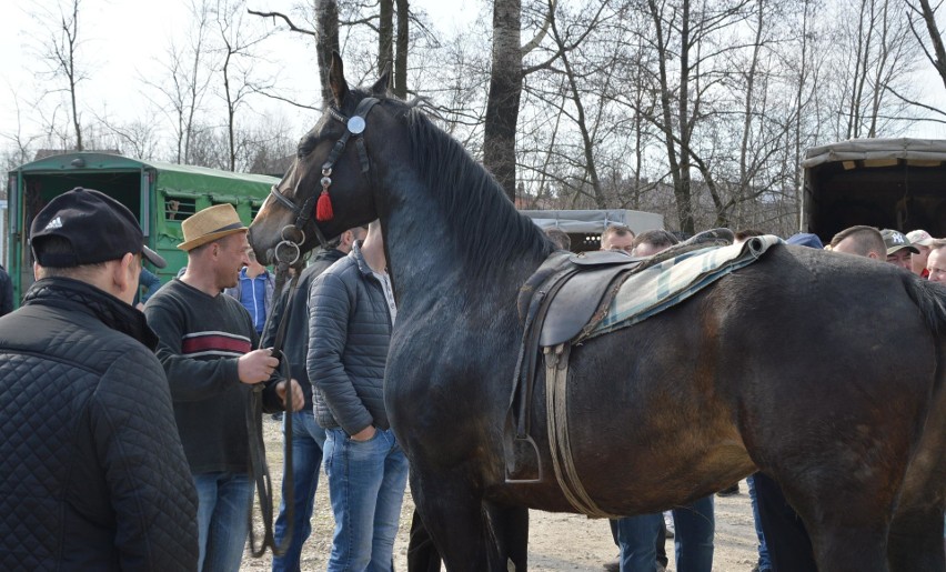 Targi koni i drobnego inwentarza w Proszowicach [ZDJĘCIA]