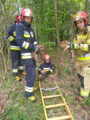 Trzy małe dziki uwięzione w studni w Bliżynie ratowali skarżyscy strażacy [ZDJĘCIA]