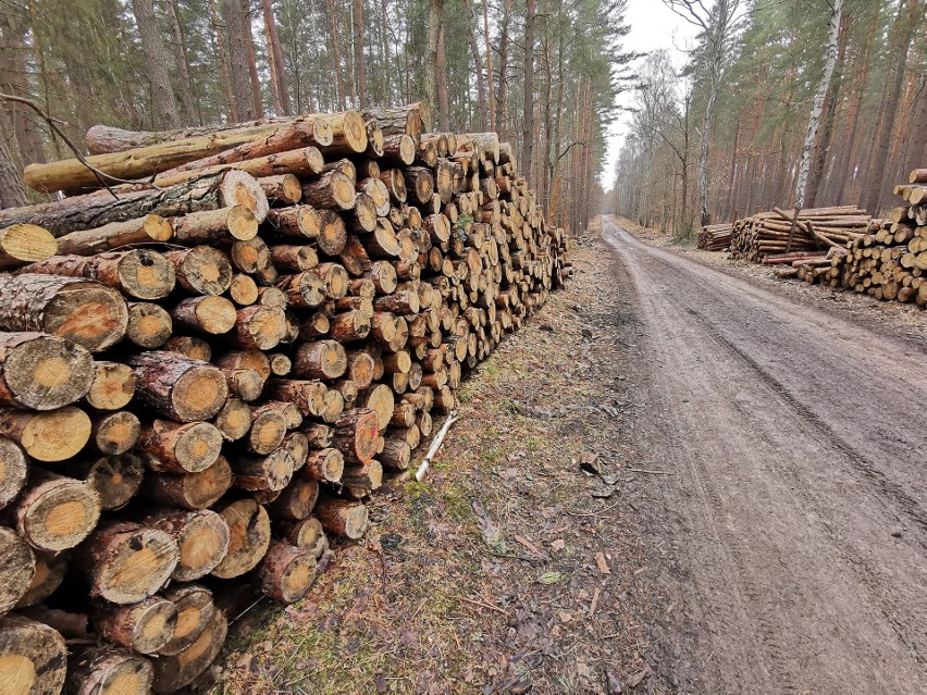 Puszcza Dulowska idzie pod topór. Ludzie protestują przeciwko masowej wycince drzew. Piły poszły w ruch także w innych lasach [ZDJĘCIA]