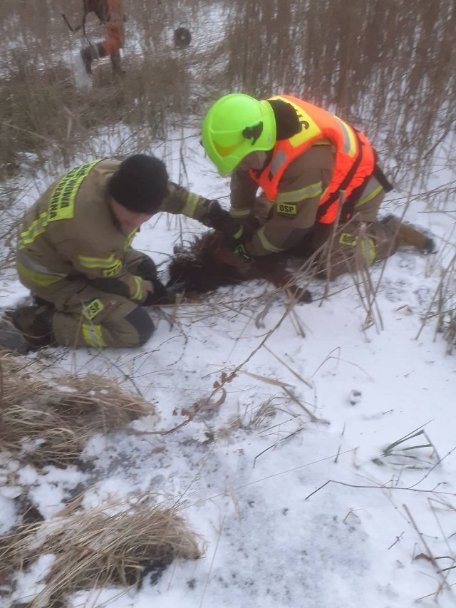Na Jeziorze Głogowskim w Daninowie załamał się lód pod psem i sarną. Na miejsce przyjechały jednostki straży ratowniczo-gaśniczej i ochotniczej straży pożarnej.