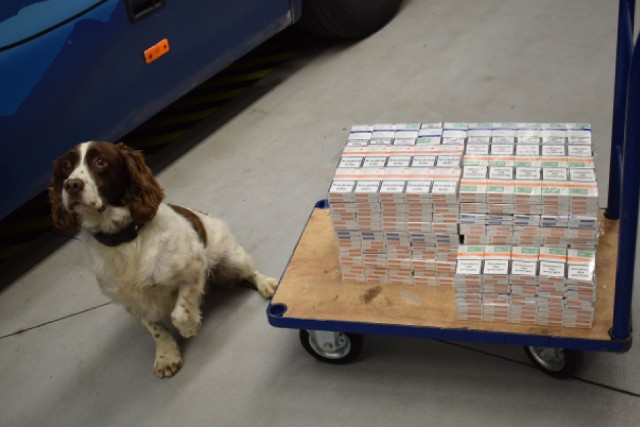 Springer spaniel angielski Jake wywęszył 13 tysięcy trefnych papierosów.