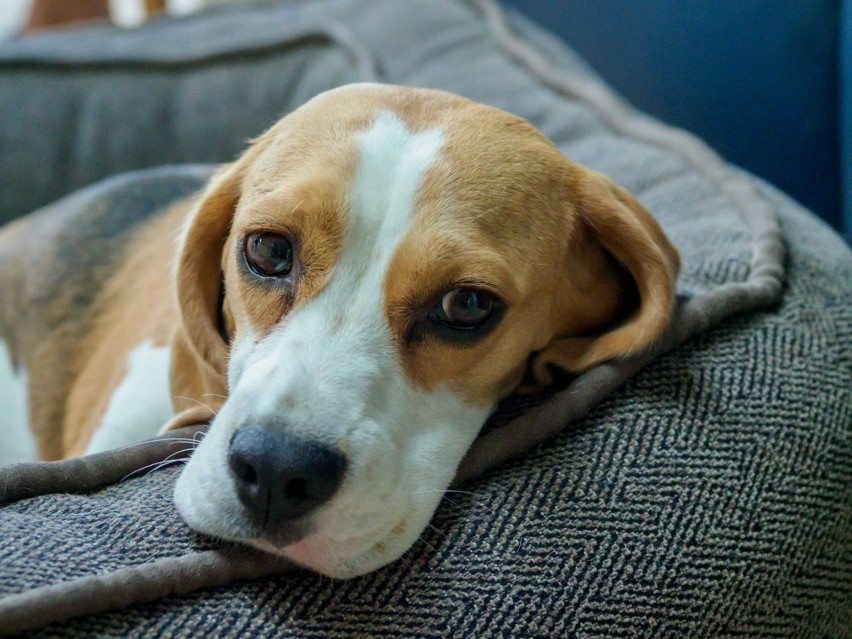 Beagle to wesoły, odważny i energiczny pies (choć bywa...