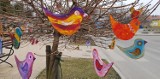 Wiosenne ptaki cudaki przysiadły na gałęziach drzew przed Chełmskim Domem Kultury. Zobacz zdjęcia