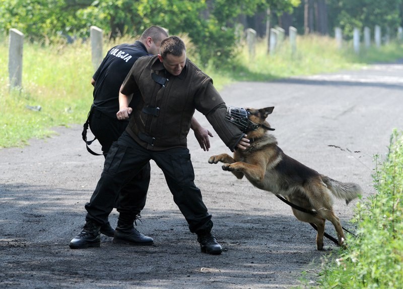 Psy policyjne
Konkurs na najlepszego psa policyjnego.