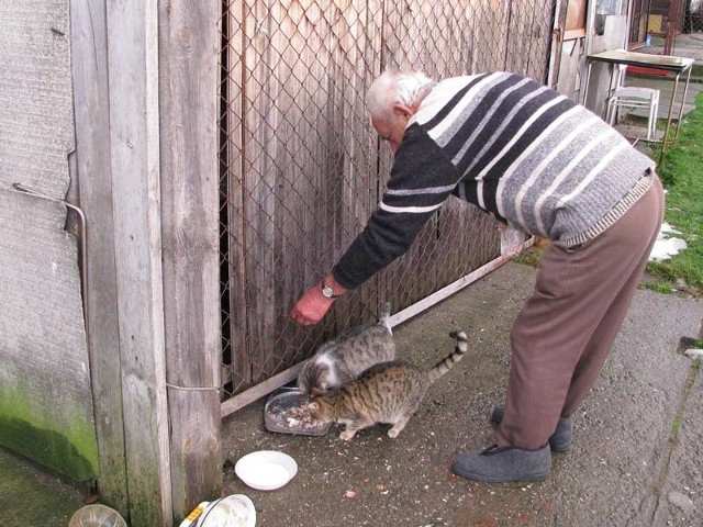 Mieszkańcy Domu Bezdomnego Inwalidy w Sanoku chętnie opiekują się bezpańskimi zwierzętami. Oprócz psów, dla których są 4 boksy, mają też stadko kotów.