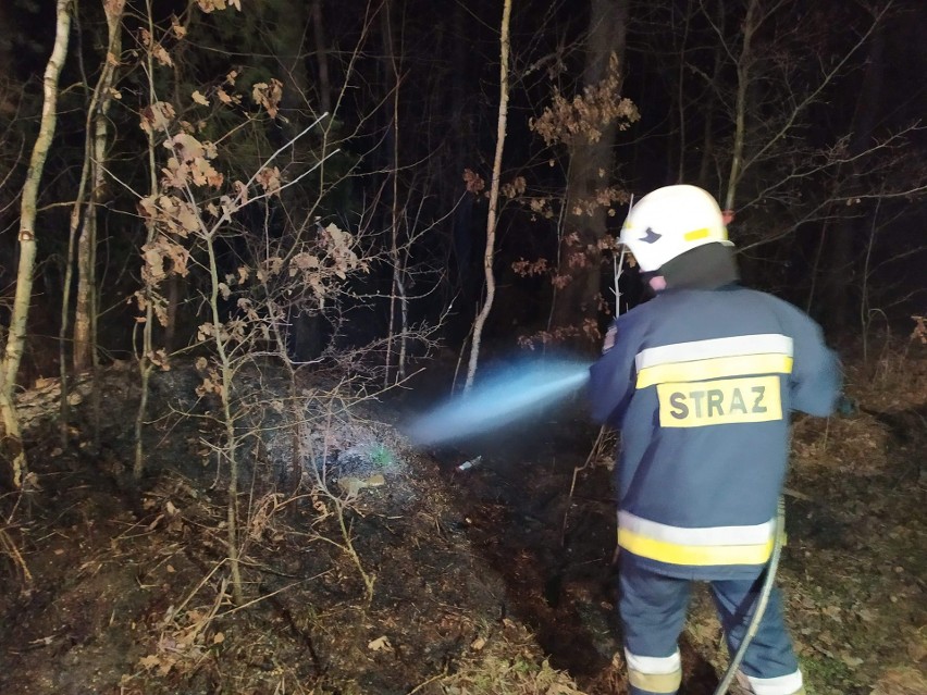 W powiecie koneckim płoną trawy, płoną lasy. Strażacy mają pełne ręce pracy. Zobacz zdjęcia z akcji gaśniczych