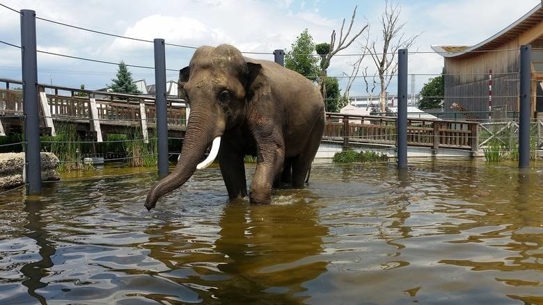 Słonie Śląskiego Ogrodu Zoologicznego: Thisiam, Ned i Scott