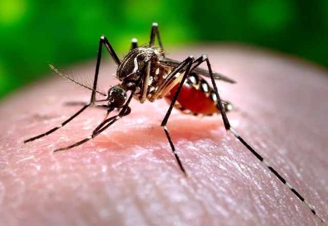 Niektóre gatunki komarów przenoszą śmiertelne choroby, takie jak denga, malaria czy żółta febra. Zdjęcie ilustracyjne