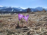 Zakopane. Na Bachledzkim Wierchu coraz więcej krokusów. A do tego widoki na ośnieżone Tatry