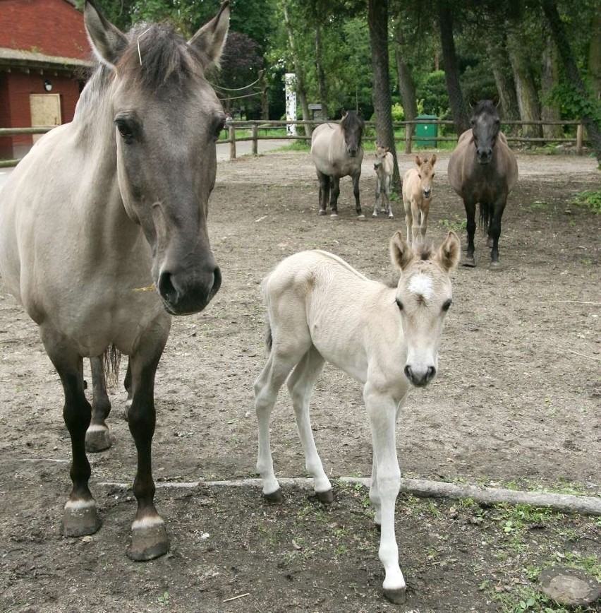 Dzień dziecka: Oto najmłodsi wśród zwierząt