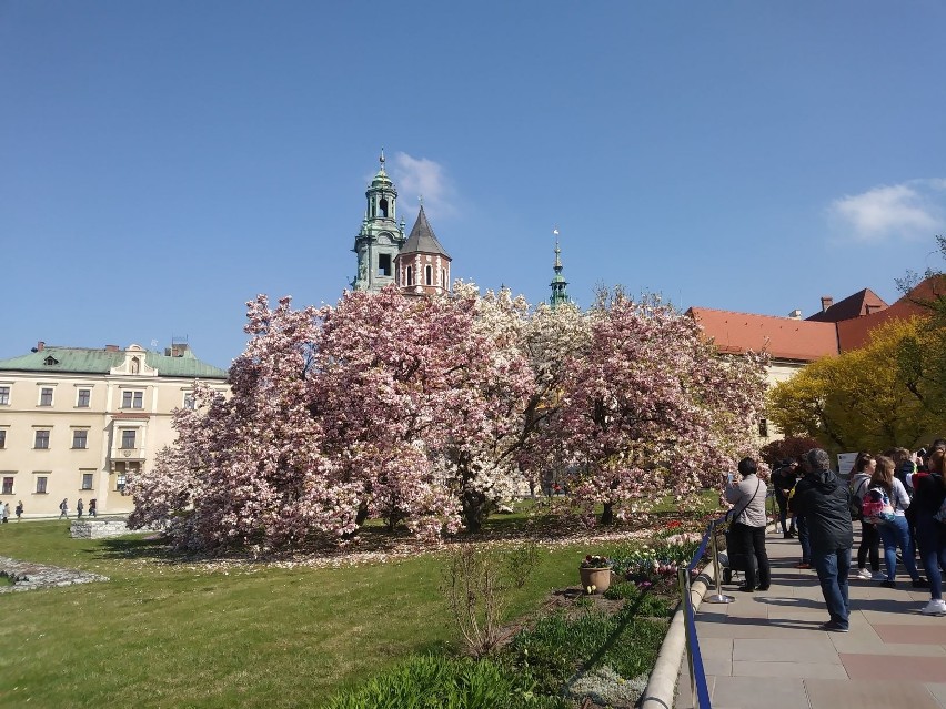 Wawel w wiosennej odsłonie. Magnolie w pełnym rozkwicie [ZDJĘCIA]