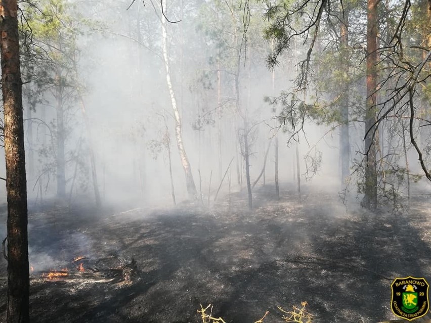 Pożar lasu, Golanka gmina Kadzidło