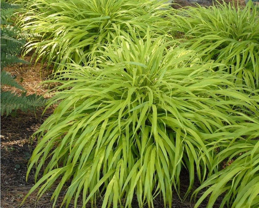 HAKONECHLOA MACRA ALL GOLD...