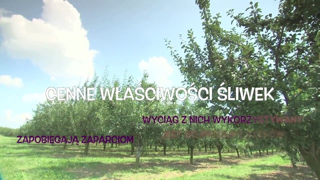 Cenne właściwości śliwek