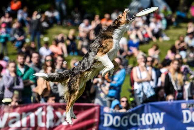 W najbliższy weekend, podobnie jak rok temu, na Cytadeli odbędą się zawody "Latające psy"