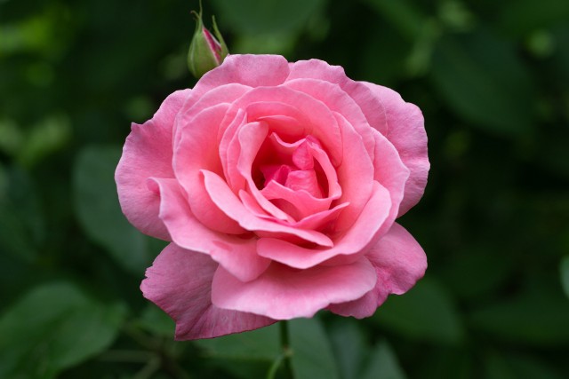 Róża królowej ma duże pasteloworóżowe, wielowarstwowe  kwiaty o bardzo delikatnym zapachu