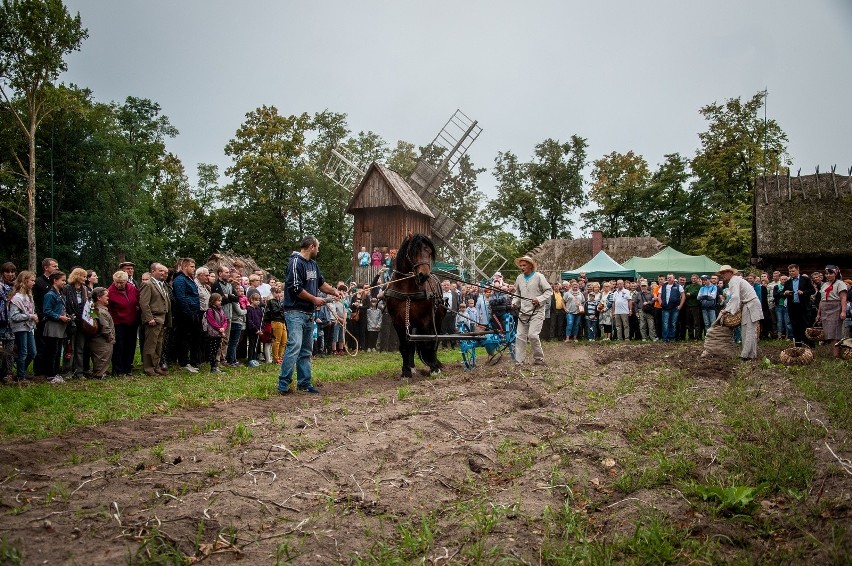 "Jesień w polu i zagrodzie" - zobacz jak kiedyś pracowali rolnicy