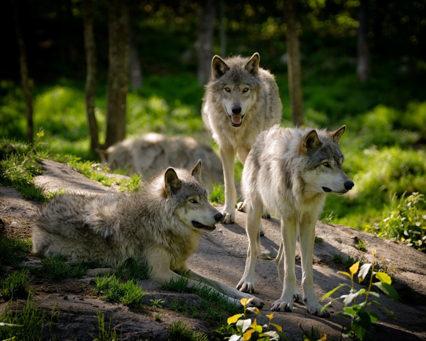 Obecnie zgoda na odstrzał wilków w Polsce wydawana jest...