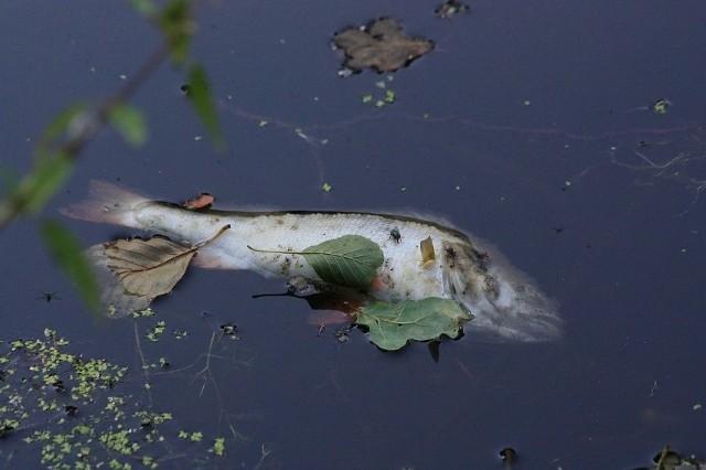 Śnięte ryby w Kanale Gliwickim