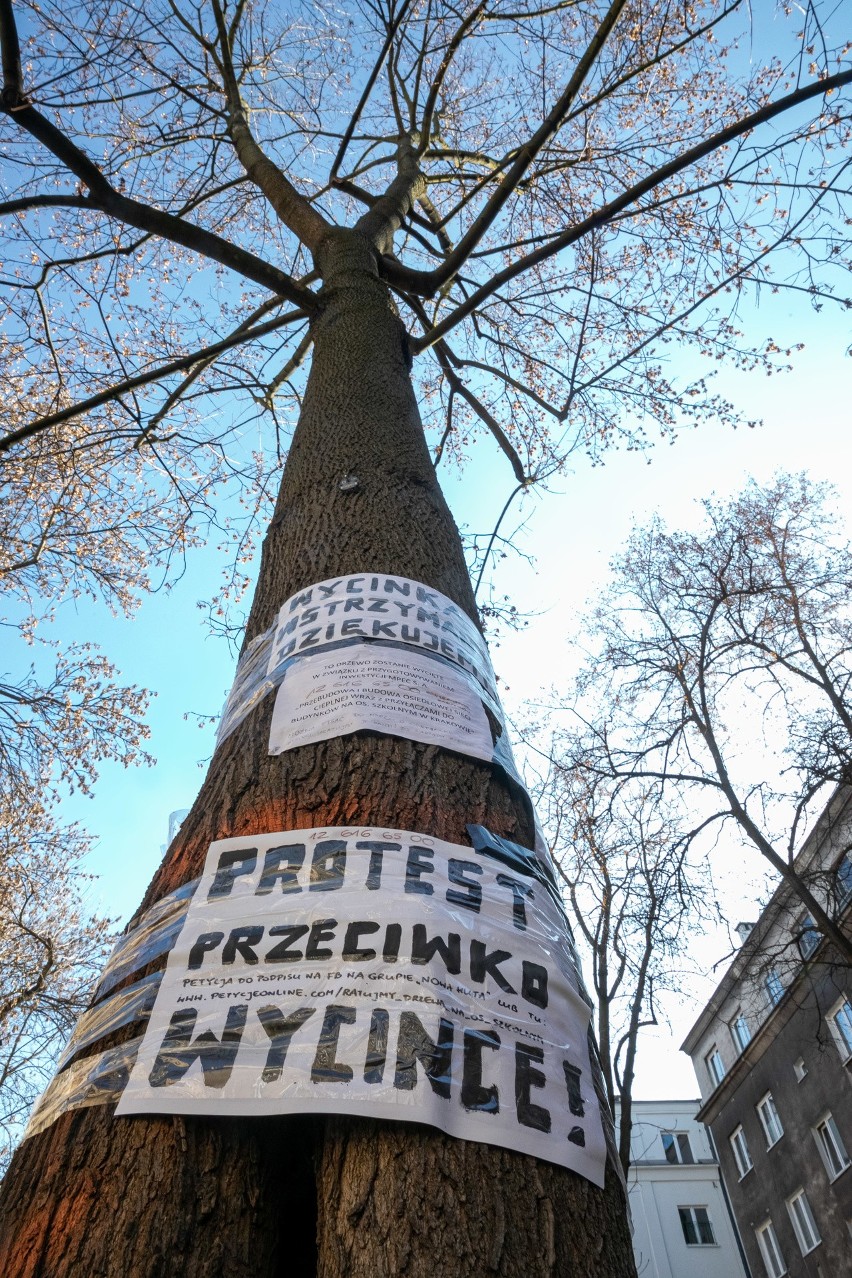 Miejskie inwestycje w Krakowie. Urzędnicy mieli ocalić jak najwięcej drzew. Radny: "uchwała nie jest respektowana"