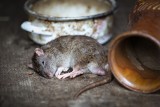 Szczury w czasach koronawirusa mogą być wyjątkowo agresywne. Naukowcy Uniwersytetu Przyrodniczego w Poznaniu ostrzegają!