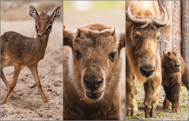 Baby boom we wrocławskim zoo. Na świat przyszły dwa Takiny Złote, dikdik i inne zwierzęta.