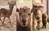 W Zoo Wrocław urodziły się małe Takiny Złote. Ma je tylko 13 placówek na świecie, a Wrocław jest jedną z nich (ZDJĘCIA)