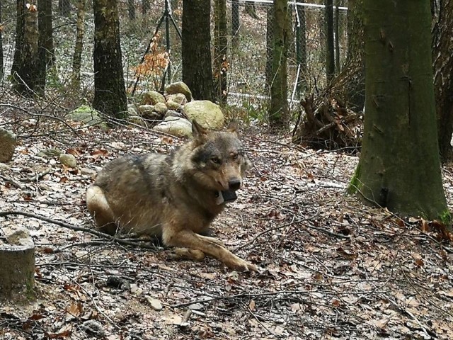 Wilk Miko został zastrzelony w lesie między Biadaczem a Bąkowem koło Kluczborka.