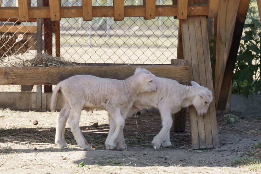 To pierwszy poród w stadzie owiec w Zwierzętarni Wydziału...