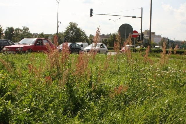 Trawniki są nie koszone nawet przy Alei IX Wieków, jednej z głównych ulic miasta.