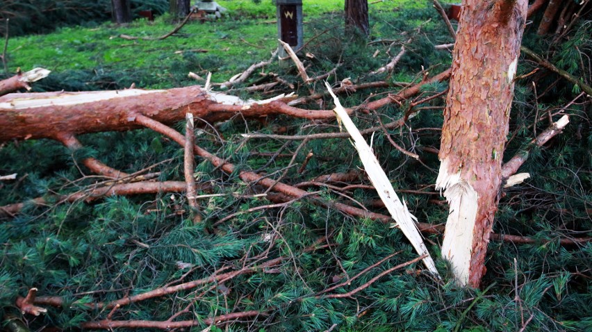 Piwniczna. 40 sekund horroru. Dobę po katakliźmie zniszczony las przeraża [ZDJĘCIA]