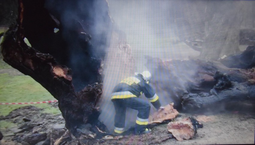 Podpalili pomnik przyrody. Grab w Korzkwi został zniszczony