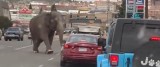 Słoń zablokował ruch na skrzyżowaniu w USA. Uciekł z cyrku - WIDEO