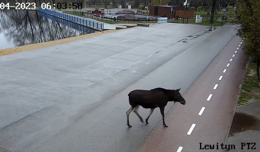 Nietypowego gościa pabianickiego kąpieliska zarejestrowały...